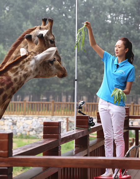 童瑶为长颈鹿量身高