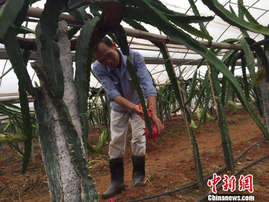 台湾火龙果落地湖南永兴 特色种植造福当地农