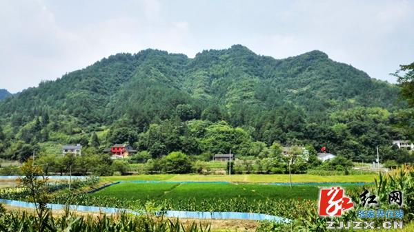 武陵源杨家坪民族特色旅游村开建 总投资4000万元