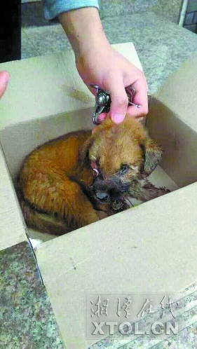 这个纸盒就是“小黄”的家