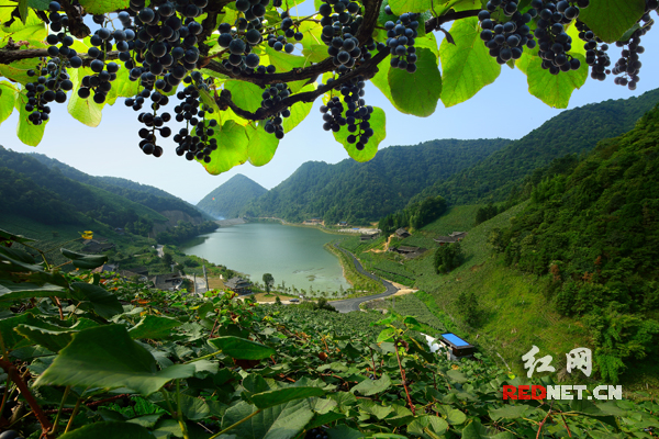 小珍珠成大行当 2015中国怀化刺葡萄文化旅游