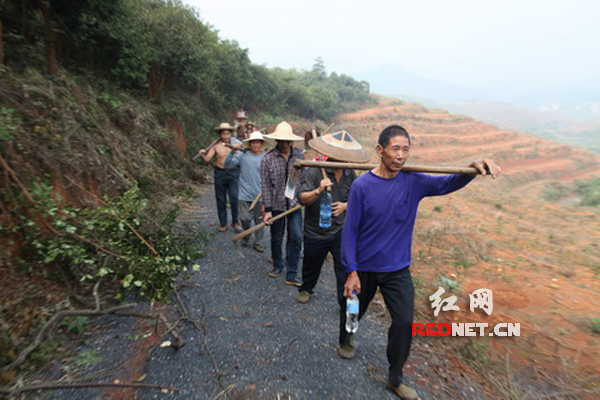 参加老油茶林低改的村民
