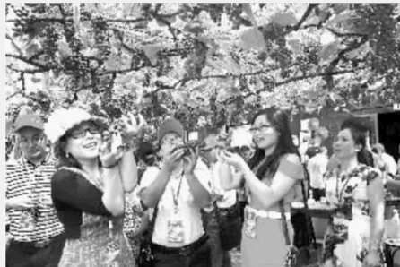  9月8日，怀化(中方)刺葡萄文化旅游节盛大启幕。游客纷纷来中方县了解刺葡萄文化，品尝甘甜的刺葡萄。陈湘清 摄