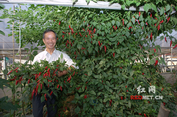 通过监控平台，杨意红随时可以看到作物的长势和环境要素，并对各组数据进行分析。借助平台，他成功培育的“辣椒树”已长成3米多高。