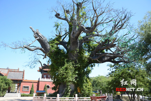 洪洞大槐树。