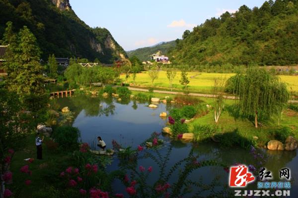 峰林之上稻飘香  张家界核心景区田园风光胜油画