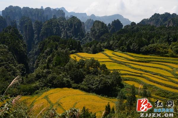 峰林之上稻飘香  张家界核心景区田园风光胜油画