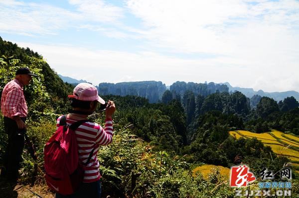 峰林之上稻飘香  张家界核心景区田园风光胜油画