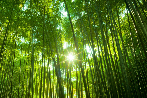 生态建设成效显著 江西森林生态效益价值超80