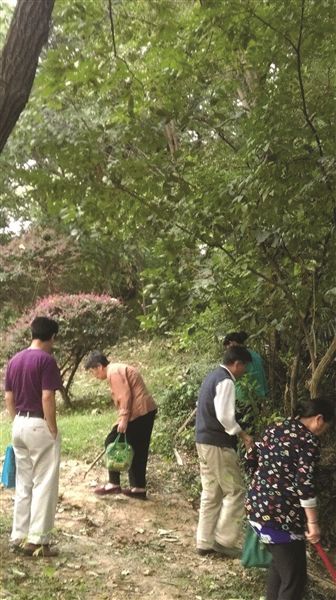 公园板栗熟了,60岁老人爬上50岁老树