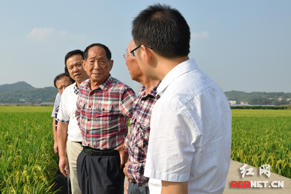 袁隆平[右三]同工作人员交流超级稻生长情况。