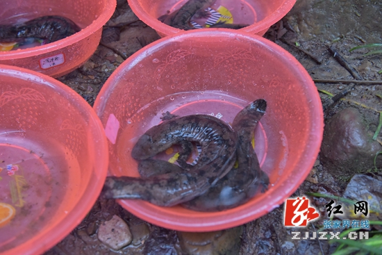 首届张家界大鲵美食文化节举行放流大鲵活动