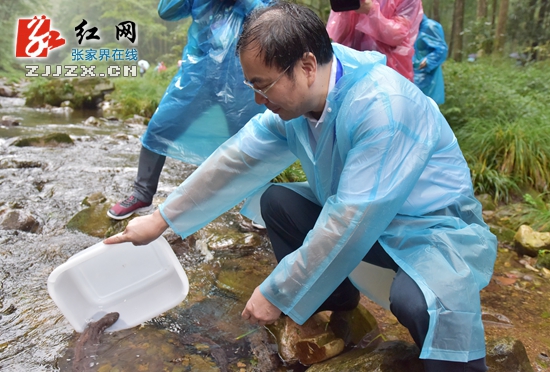 首届张家界大鲵美食文化节举行放流大鲵活动