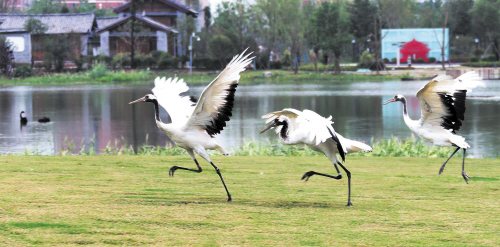 ↓祥鹤岛上，放飞的丹顶鹤扇动双翅，滑向云梦湖畔。