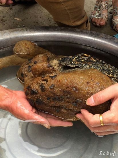 梁先生钓上来的“怪物”