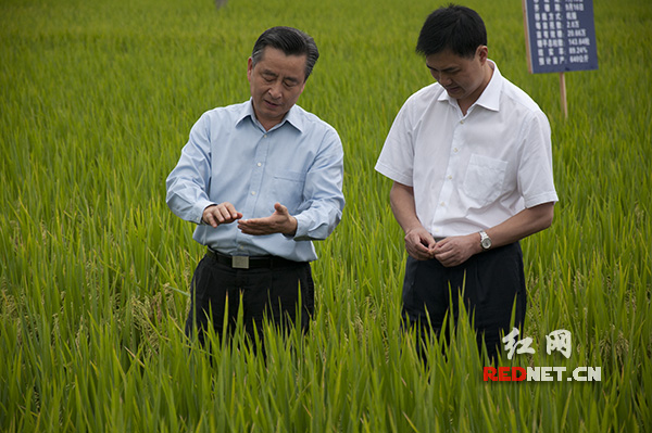 湖南推出5个杂交稻新品种:好种好吃好看好加工