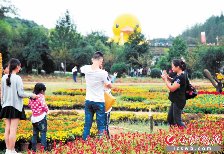 　　↓省森林植物园内，人们在享受鲜花之美的同时，纷纷以樱花湖内的大黄鸭为背景拍照留念。　　长沙晚报记者 周柏平 通讯员 彭炜 摄影报道