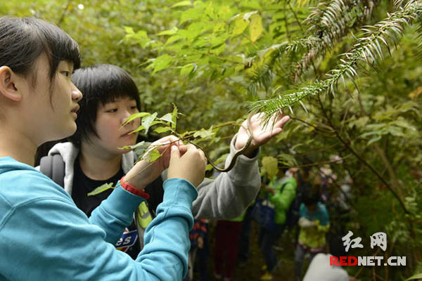 （小志愿者卸下心理包袱，效仿志愿者的手法，将一条条小蛇放归大自然。）