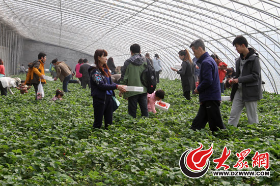 网友们在泰安满庄镇曼华庄园草采摘草莓。记者 吴笛 摄