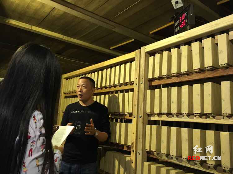 建玲茶场内的千两茶茶海。