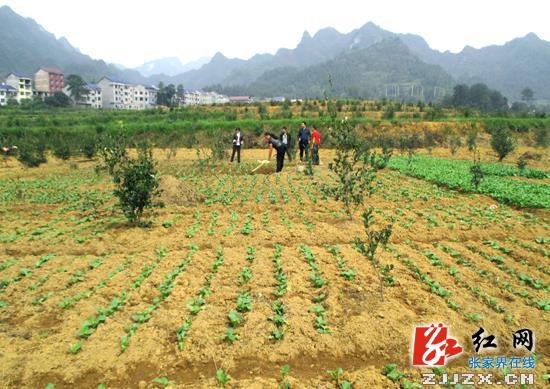 桑植县探索推进林菜套种新模式显成效