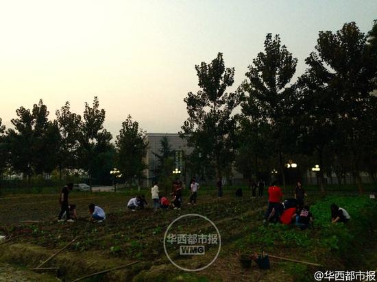 高校开种田必修课