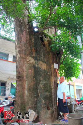 零陵重阳木被火烧后枯木逄春 708岁枝繁叶茂