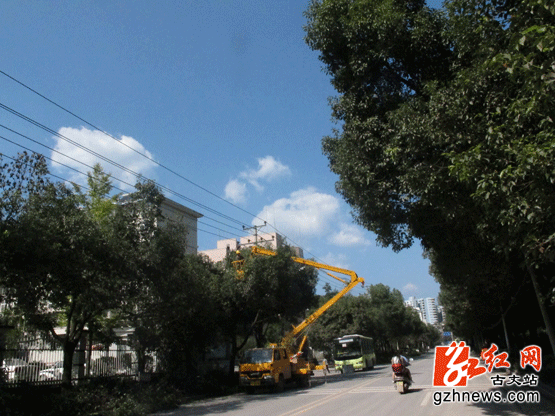 工作人员正清除城区输电线路通道的树障。