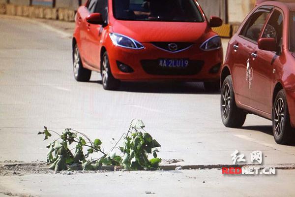 （万家丽北路洪山路口附近一公交车港湾处，出现深约10多厘米，宽约半米的横沟。）