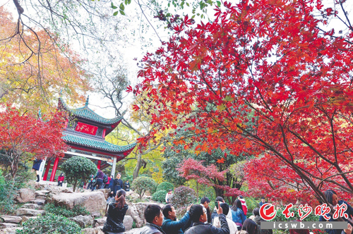 岳麓山是中国最著名的赏红枫胜地之一，图为市民在岳麓山欣赏迷人的红枫秋色。长沙晚报记者 陈飞 摄