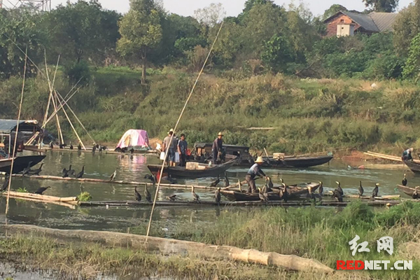 沅江南洞庭湿地还保存有原生态的水上劳作人文风俗习惯。