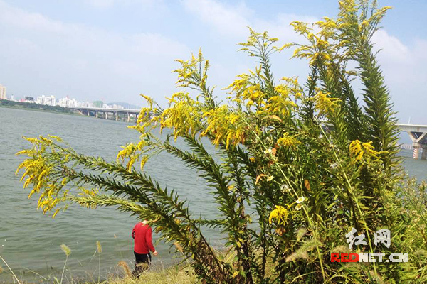 图：湘江沿岸肆掠疯长的“加拿大一枝黄花”。