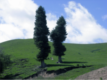 盘龙松与那拉提（阳光之地）浓缩为logo（标志），讲述着动人故事。