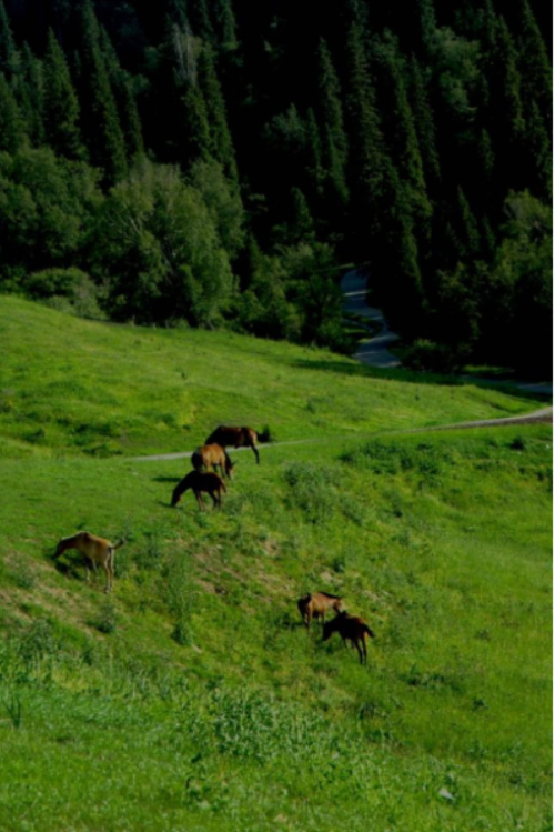 永远也撵不走的马驹，喜欢赖在我们的路边。