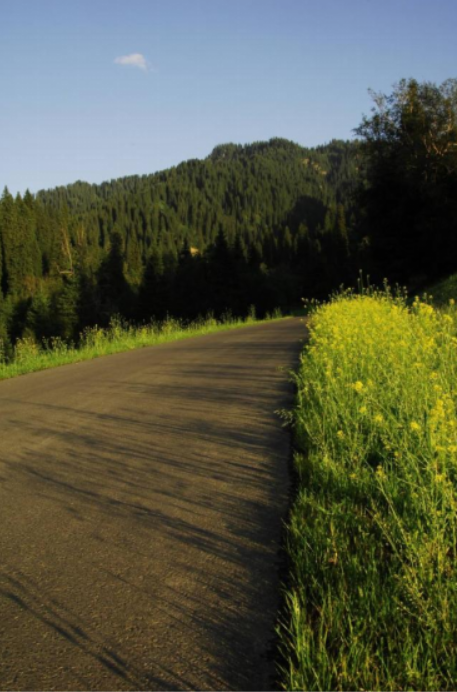 那拉提最后的野油菜花，点缀在路边，与远山交相辉映。