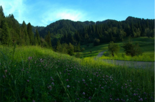我们种的本地生红三叶草，建设者对景观的理解就是舒畅。