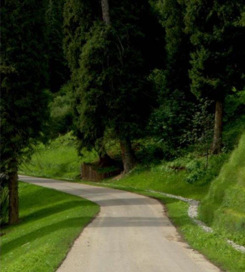 我们努力的保护着每一棵树，她们已在这里静静守候了几百年，这里是她们的家园。