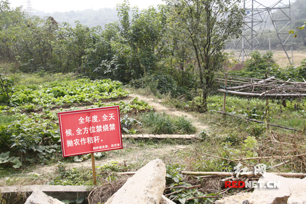 秸秆禁烧宣传标语设到田间地头。