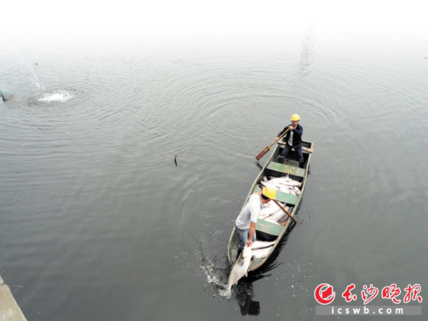 工人在打捞湖里的死鱼。长沙晚报记者 王志伟 朱炎皇 摄影报道