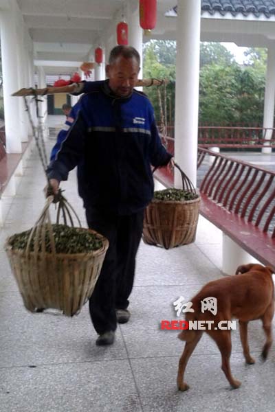 刚剁好的猪草。