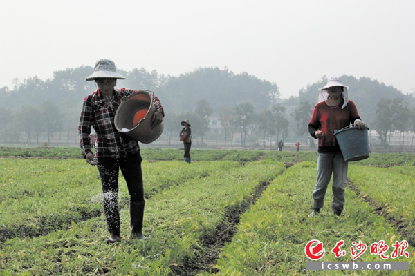 枫木桥乡新风村，辛勤劳作的农民。