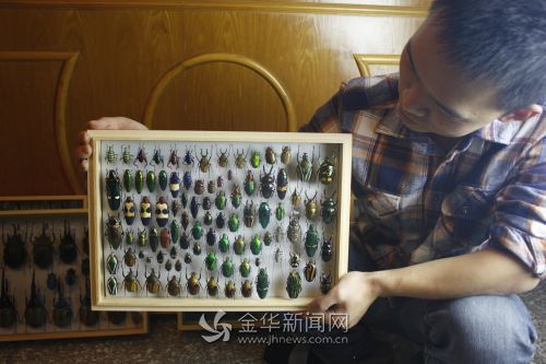 方潇制作的甲虫标本