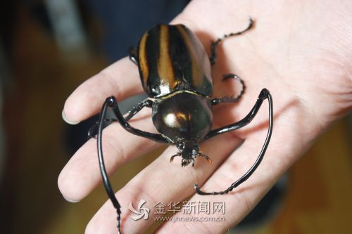 活虫