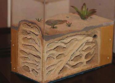 奇葩宠物玩家不惜千元买蚂蚁看其搬家产卵(图)