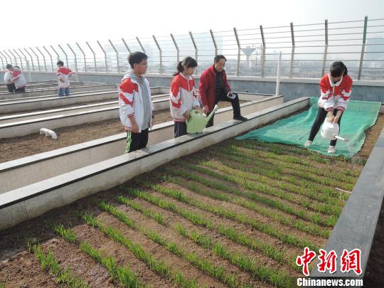 中学楼顶建农场师生变“农夫”体验劳作快乐（图）
