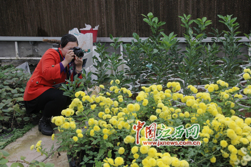网媒记者在菊花前拍照