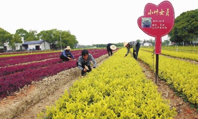 益阳市泉交河镇竹泉山村农民在种植小叶女贞。（资料照片）湖南日报记者 赵持 摄
