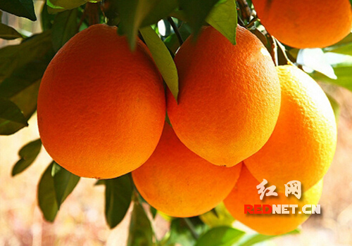 中国脐橙之乡--道县