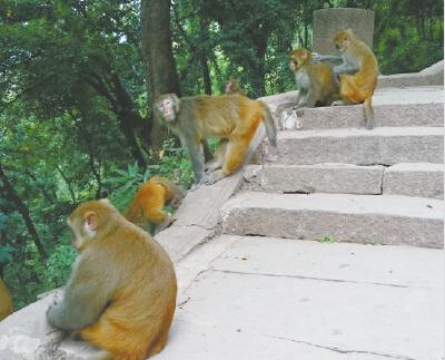 泸州猕猴变泼猴伤人偷吃100只将被送到外地（图）