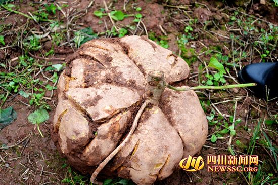 四川村民挖出特大红薯状如南瓜重达25斤（组图）